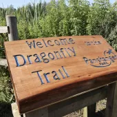 Tarmac-owned Panshanger Park has been named a dragfly hotspot by the British Dragonfly Society