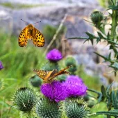 Michael Cardus, a contractor with Tarmac, won 1st prize for this shot of dark green fritillary butterflies feeding on a thistle at Arcow Quarry, near Settle, North Yorkshire