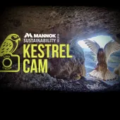 Mannok’s Kestrel Cam is now in its fifth season 