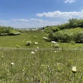 Photo taken at Kensworth Quarry where Cemex have undertaken a significant land restoration programme to enhance biodiversity across the site 