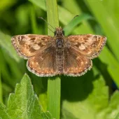 A colony of dingy skippers has taken hold along a disused railway line that runs through Forterra’s Kirton brickworks site
