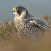 The iconic peregrine falcon