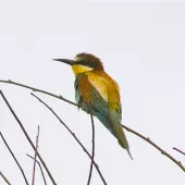 Bee-eater