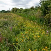 Holborough Marshes