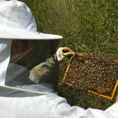 Bees at Aberthaw cement plant