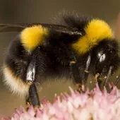 Bumblebee Conservation Trust