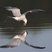 Common tern