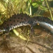 Great crested newt