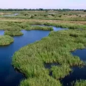 RSPB Ouse Fen