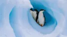 The milestone 30th edition of Cemex’s celebrated Nature Book series emphasizes the urgent need to protect polar regions and mitigate climate change