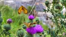 Michael Cardus, a contractor with Tarmac, won 1st prize for this shot of dark green fritillary butterflies feeding on a thistle at Arcow Quarry, near Settle, North Yorkshire