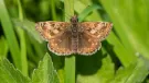A colony of dingy skippers has taken hold along a disused railway line that runs through Forterra’s Kirton brickworks site