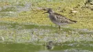 Wood sandpiper spotted at the reserve on 29 April 2025. Photo: Terry McKenna